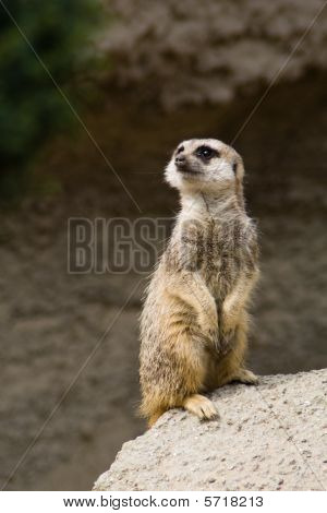 Stellung von suricate