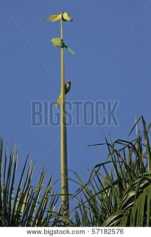 Palm Tree Lookouts