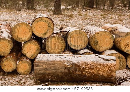 Large Sawn Timber