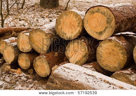 Large Sawn Timber