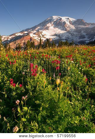 Cascade Range Rainier National Park Mountain Paradise Meadow Wildflowers