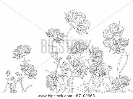 Summer Flowers.