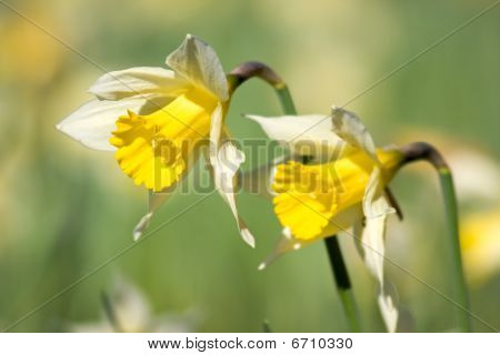 Paire de jonquilles dans un jardin au printemps