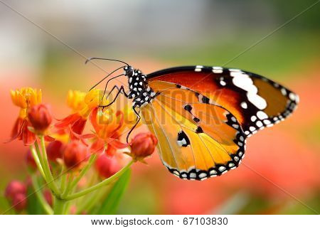 Butterfly On Orange Flower In The Garden