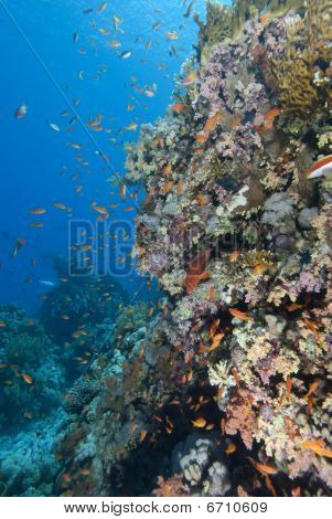 Reef tropicali colorati