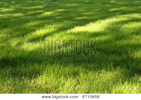 mit sonnigen Flecken Gras