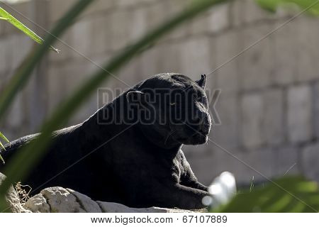 Black Panther Lying