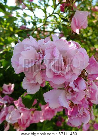 Roses.