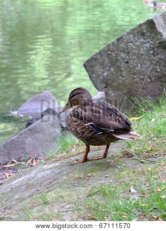Duck.