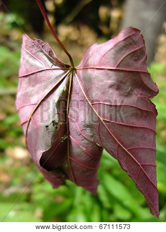 Dry leaf