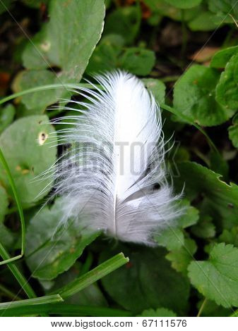 The quill.