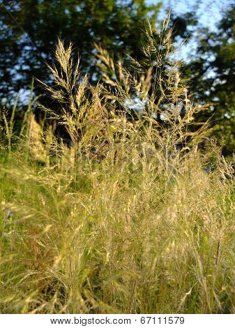 Dry grass