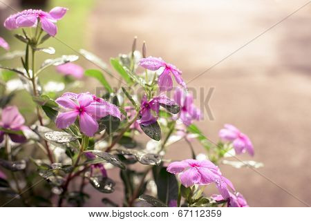 Beautiful Flower