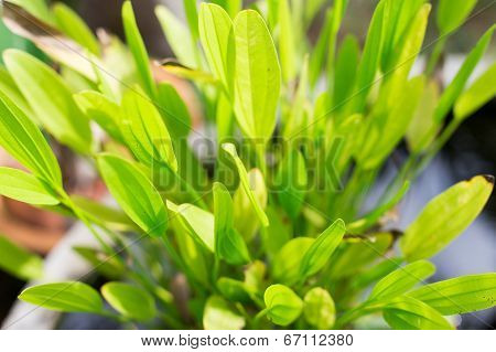 Thalia Dealbata