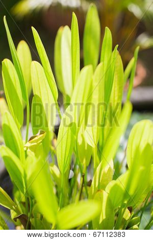 Thalia Dealbata