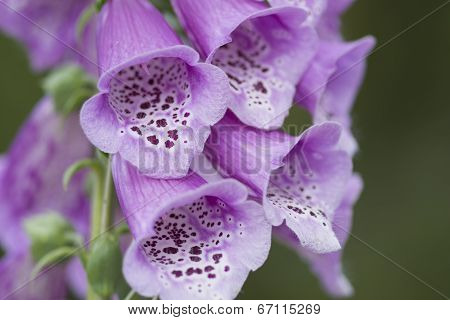 Digitalis Purpurea Closeup