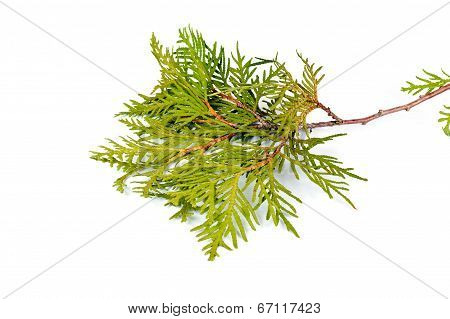 Thuja