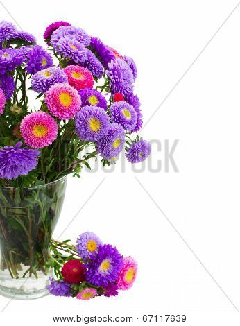 aster flowers