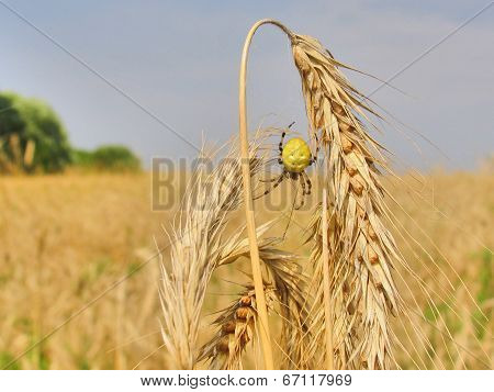 Rye spikelets and a little spider