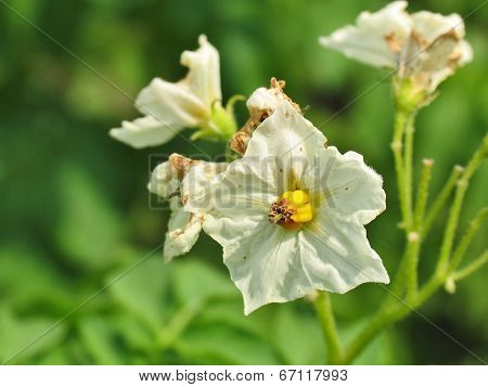Flowering potato