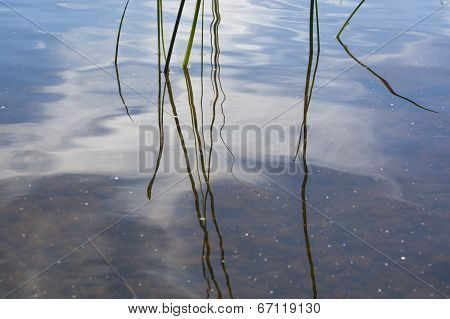 Abstract Reeds On Water