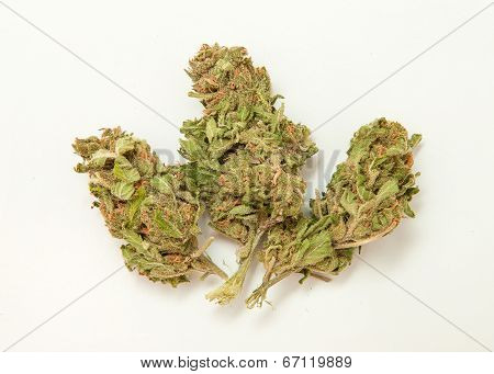 Marijuana bud