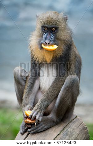 Mandrill