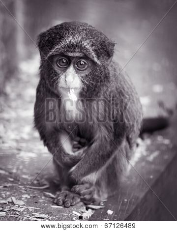 Baby De Brazza's Monkey