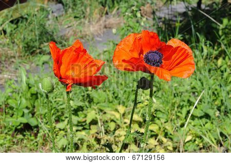 Big Red Poppies In A Garden.