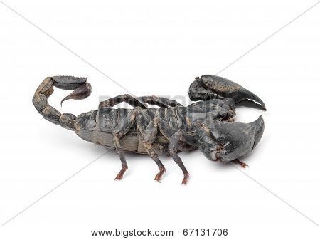 Scorpion Isolated On White Background