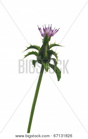Herb Milk Thistle Silybum Marianum