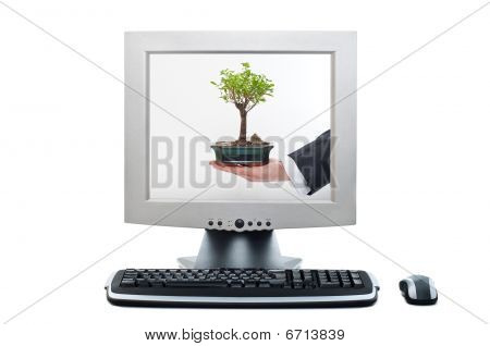 Computer Ergebnis Bonsai tree