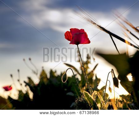 Poppy at sunset with beautiful blue sky