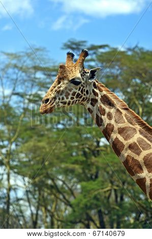 Giraffe