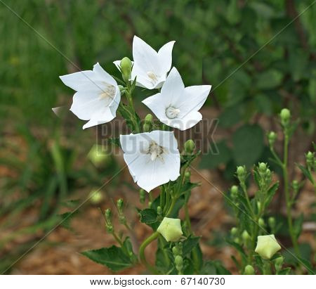 White Flower Bells