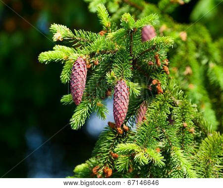 Fir-tree Branch With Cones