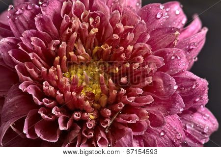 Pink Flower