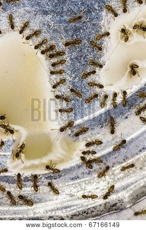 Tiny Household Thief Ants