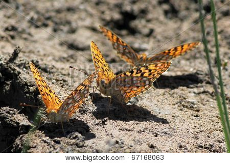 Three Fritillaries Mud-puddling