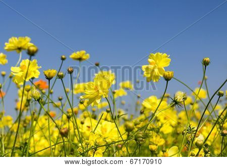 Yellow Cosmos Flowers