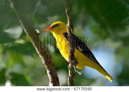 Golden Oriole in natural habitat - male (Oriolus oriolus)