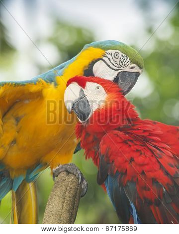 Pair Macaw birds