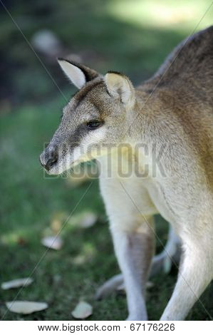 Australian Wallaby