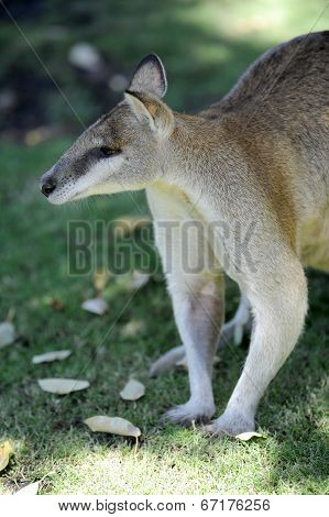 Australian Wallaby