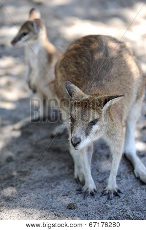 Australian Wallaby