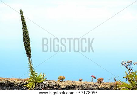 Green Succulent Flower