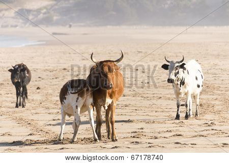 Nguni Cow At The Seaside