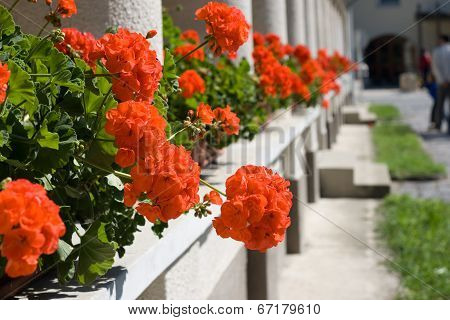 Red Geraniums