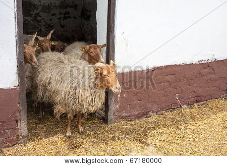 Racka Sheeps