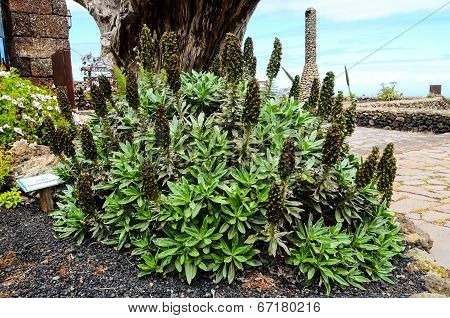 Green Succulent Flower